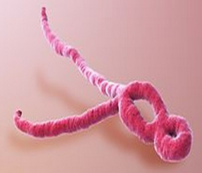 Semen enhances the chances of Ebola infection