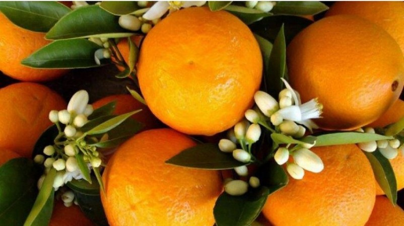 National Orange Blossom Day: Discover the Health Benefits of Orange Blossoms