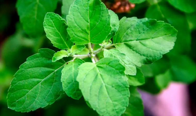 Unleash the Power of Tulsi Leaves: Nourish, Heal, and Thrive!