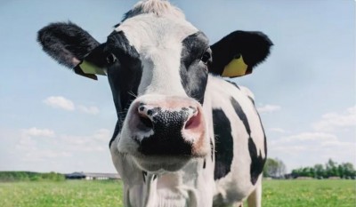 गाय का दूध पीने से कोविड संक्रमण से लड़ने में मदद मिलती है: अध्ययन