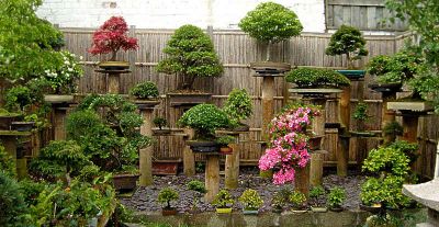 BONSAI Tree both Beautiful and Benificial For Health