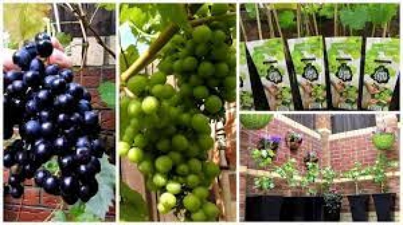 Want to grow grapes in pots? Know the right way