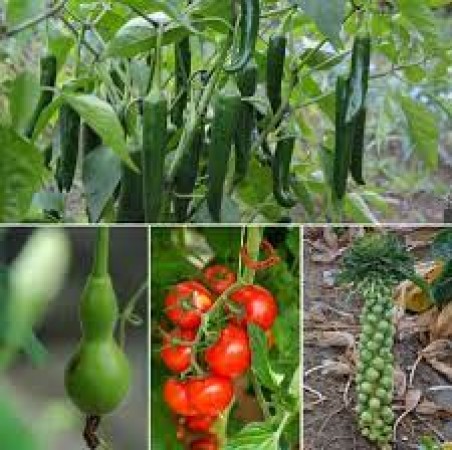 Grow these 6 vegetables in the kitchen garden during summer season