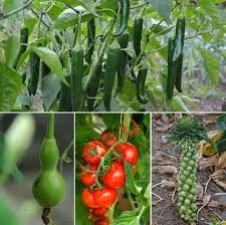 गर्मी के मौसम में किचन गार्डन में उगाएं ये 6 सब्जियां