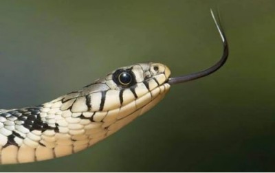 India has the highest number of snake bite cases in the world, released