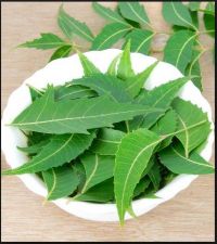 Summer Season special beauty secrets for health and beauty routine using Neem