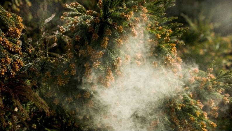 Study finds Pollen season could be longer, more intense as climate changes