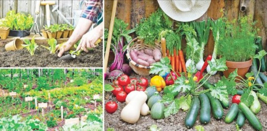 Grow these vegetables on the roof of your house, you will earn huge income