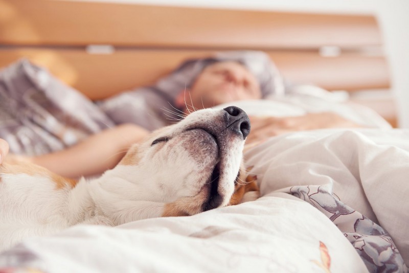 Is it right to sleep with pets or not? Are you knowingly or unknowingly making yourself a victim of diseases