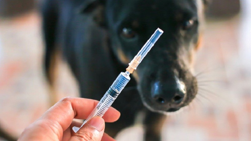 Rabies: Be Aware of These Animals!