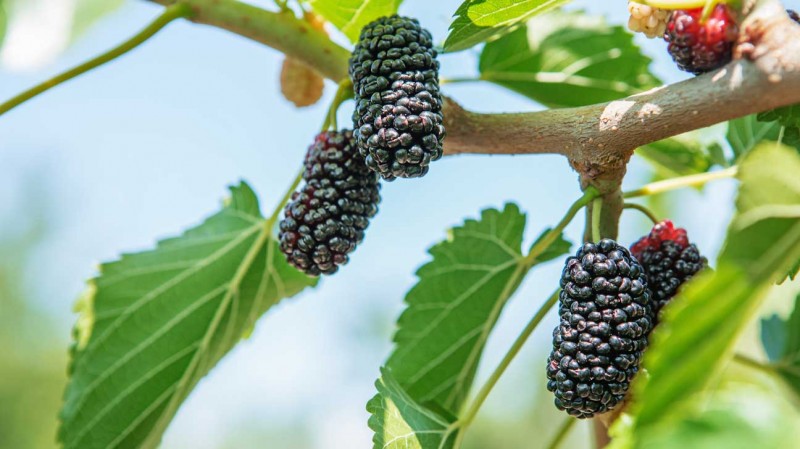 Along with taste, mulberry fruit is also full of benefits, include it in the diet