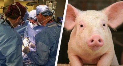 Breakthrough: Successful Pig Kidney Transplant Offers Hope for Organ Recipients
