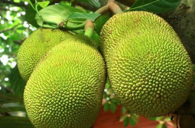 8 Unusual Benefits Of Kathal (Jackfruit)