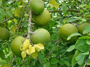 Bael Tree Being Helpful For Human Body, With Its Multiple Advantages