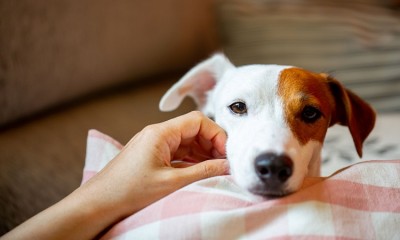एक नए अध्ययन से पता चलता है कि कुत्ते कोरोनवायरस मनुष्यों में कैसे फैल सकता है