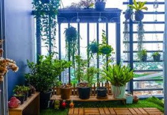 If the plants kept in the balcony are not growing, then follow these five easy tips