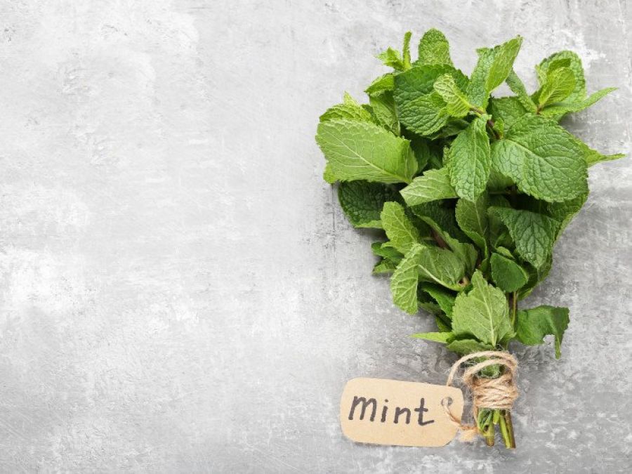 Mint - the soothing gift of summers