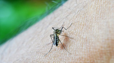 Not only in India, dengue has created havoc in many countries of the world
