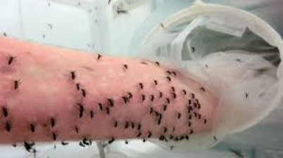 Who are bitten by mosquitoes the most?