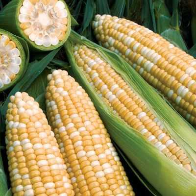 Corn seeds are healthy for eyesight