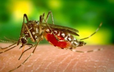 Dengue is caused by the bite of which mosquito?