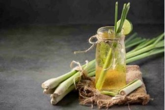 From mood boosting to strengthening immunity, know the benefits of lemon grass