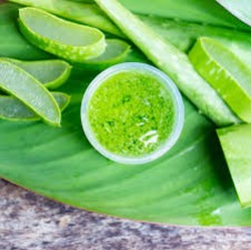 Know what are the unique benefits of aloe vera juice