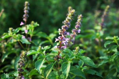 Tulsi is a healing herb, add it to your diet to get these amazing health benefits