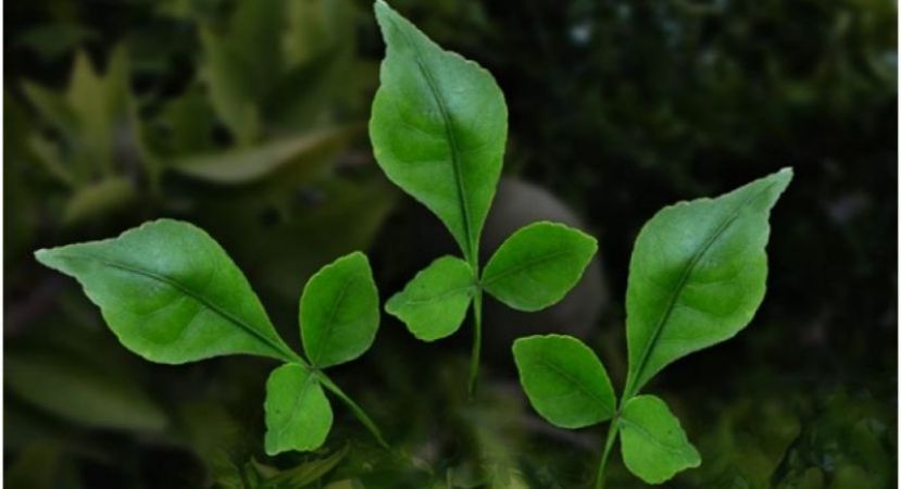 Here are Amazing Uses And Benefits Of Bael Leaves