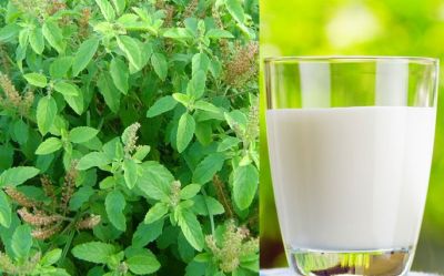 Drink Milk with Tulsi leaves make you a migraine free