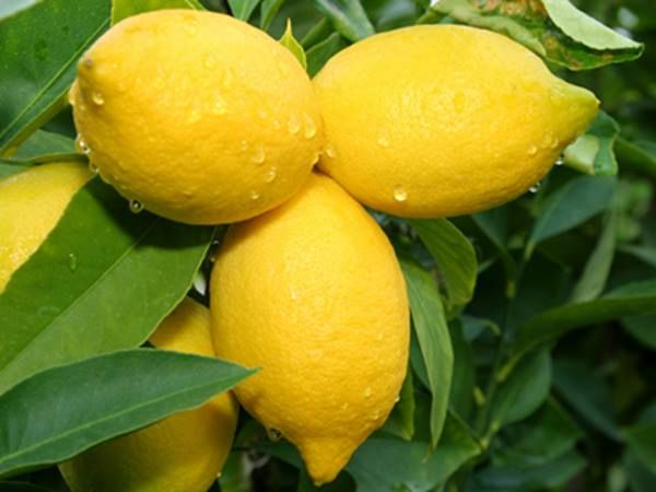 Incredible benefits of lemon! that no one told you about