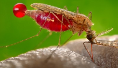 विश्व स्वास्थ्य संगठन ने मलेरिया से निपटने के लिए निरंतर नवाचार का आग्रह किया