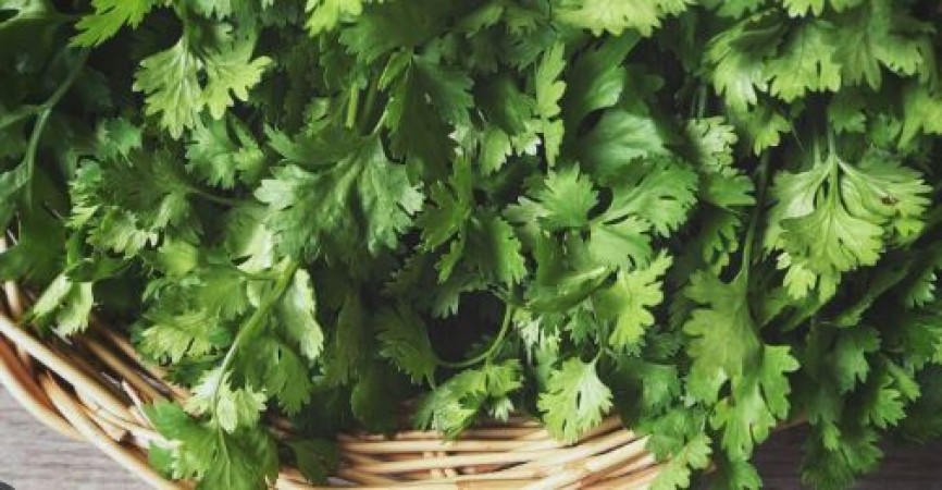 Benefits of eating coriander, you will get many benefits