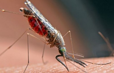 Guilty of killing mosquitoes, 5 Natural Ways to get rid of Mosquitoes