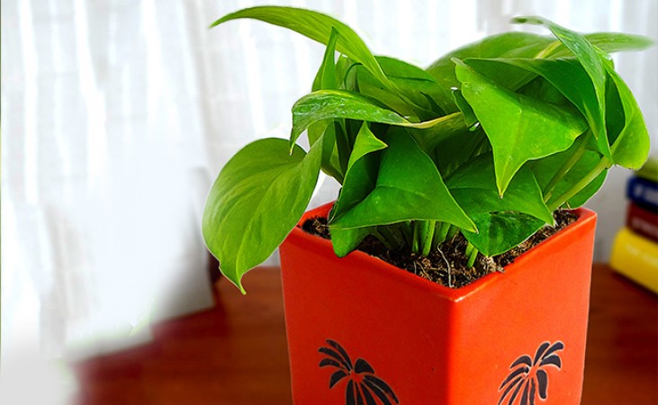 Keep these lucky plants in office or work place