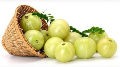 EATTING AMLA IS BENEFICIAL IN THE WINTER SEASON