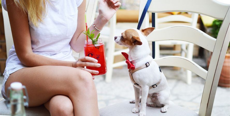 Visit for once these pet-friendly cafes in India