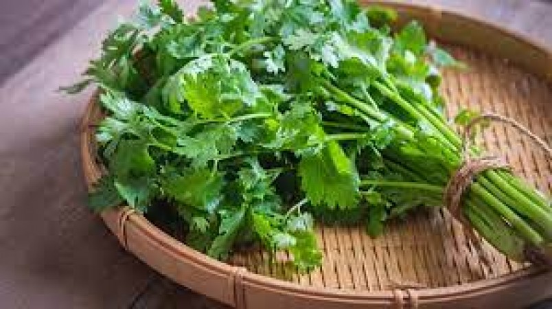 Coriander leaves are a treasure of health, definitely consume them for these 5 benefits