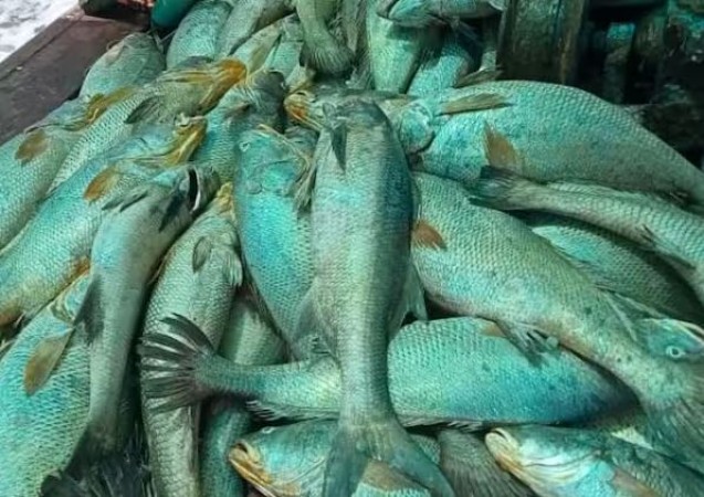 Discover the Shocking Price of the Fish Used in Beer Production