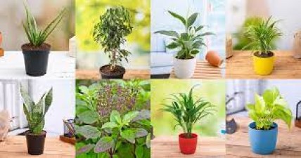 Plant these beautiful plants at home in winter, you will get oxygen