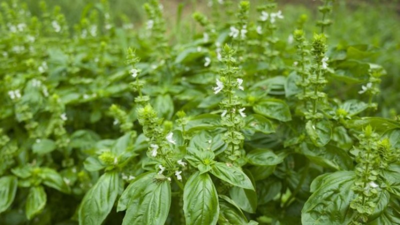 Does basil protect against infectious diseases?