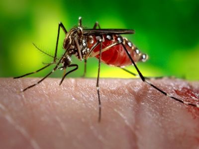 Report :94 more test positive for Zika virus in Rajasthan