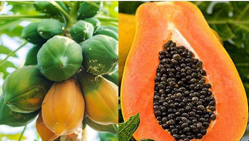 The Papaya Paradox: Unveiling the Benefits and Drawbacks of this Tropical Delight