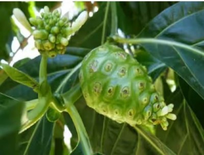 What is Noni fruit, why is it called the medicine for all diseases?