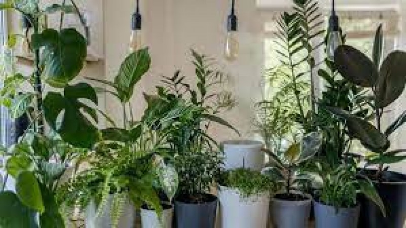 To get relief from pollution, plant these plants in the house, you will get some relief, the air in the house will be clean