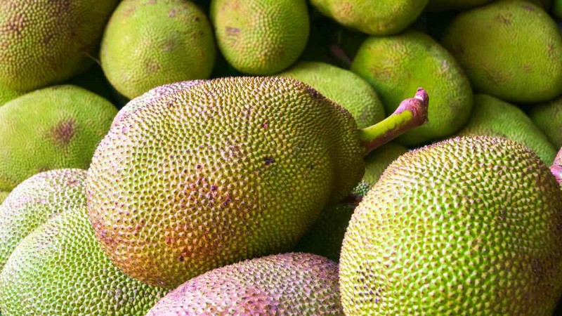 Do not eat these things even by mistake after eating jackfruit, otherwise it can cause serious harm to health