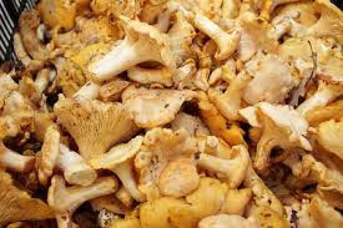The Magic of Expensive Mushrooms: A Worthwhile Investment