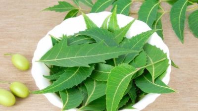 Neem: a medicine that can cure almost every disease