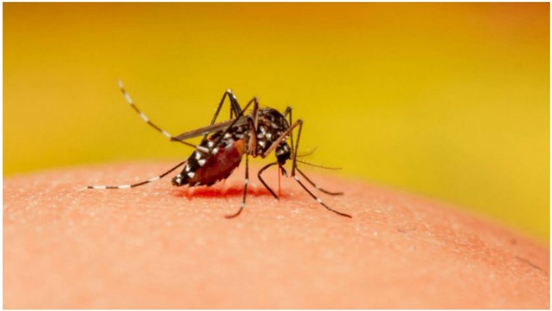 Will Sugar help avert Mosquitos from Spreading Arboviruses