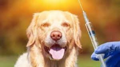If a dog bites you, do not be careless, get the injection done within this hour, otherwise death may occur